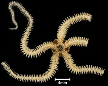 Media type: image;   Invertebrate Zoology OPH-3697 Description: Bottom up view of single ophiuroid specimen with a scale bar.;  Aspect: ventral